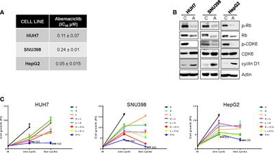 CDK4/6 inhibitors improve the anti-tumor efficacy of lenvatinib in hepatocarcinoma cells